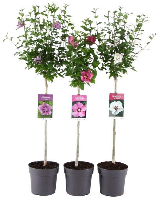 Hibiscus syriacus