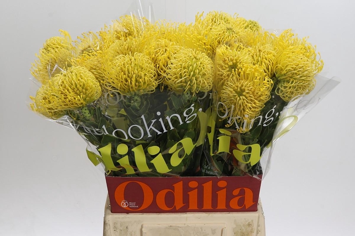 <h4>Nutans High Gold</h4>