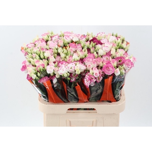 Eus G Excal Hot Lips