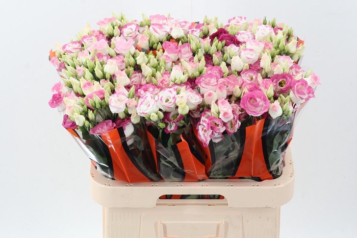 <h4>Eus G Excal Hot Lips</h4>