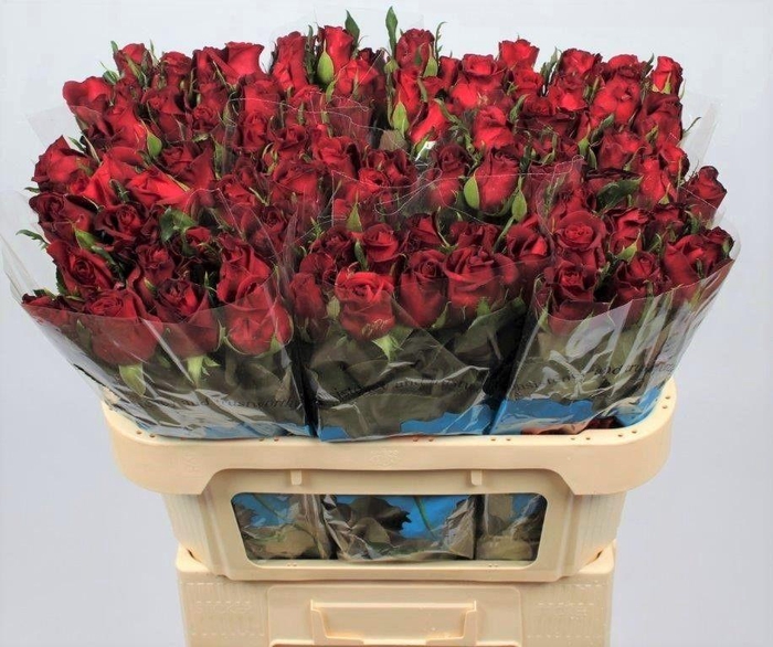 <h4>R GR BURGUNDY</h4>