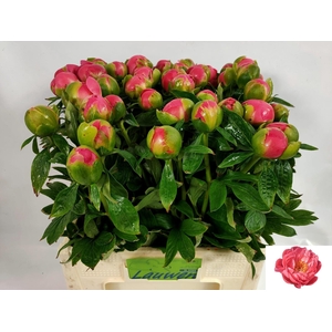 PAEO HH PINK HAWAI C