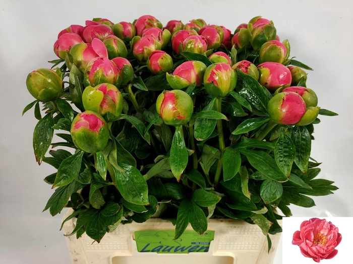 <h4>PAEO HH PINK HAWAI C</h4>