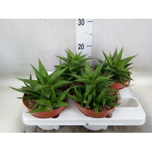 Haworthia   ...