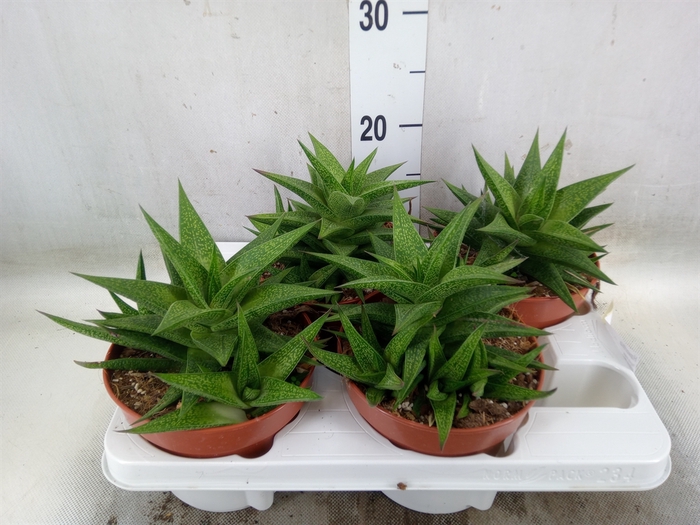 <h4>Haworthia   ...</h4>