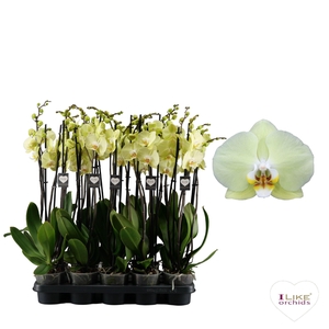 Phalaenopsis Golden Coin - 3 tak 60cm