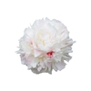 Paeonia Shirley Temple