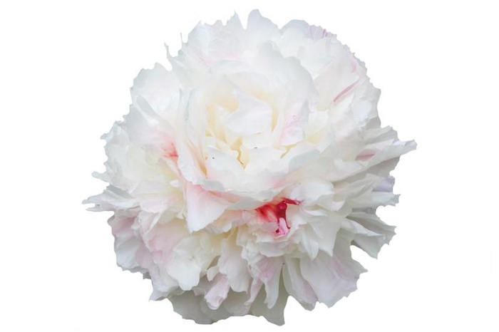<h4>Paeonia Shirley Temple</h4>