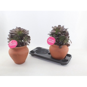 Aeonium arboreum in kruik