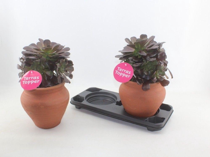 <h4>Aeonium arboreum in kruik</h4>