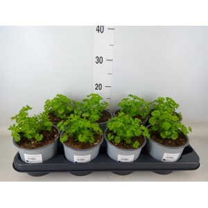 Petroselinum crispum