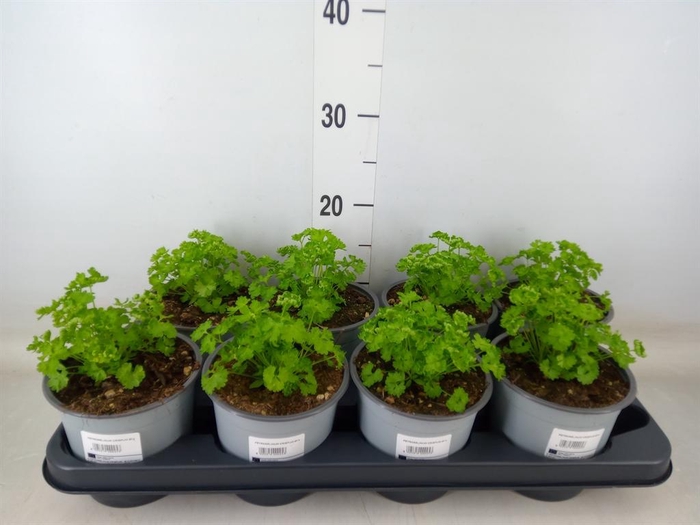 <h4>Petroselinum crispum</h4>