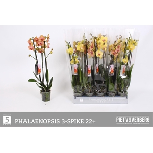PHAL OV GEEL