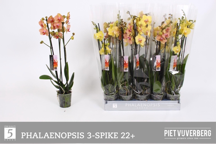 <h4>PHAL OV GEEL</h4>