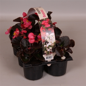 Begonia Semp donkerbladig roze 6p