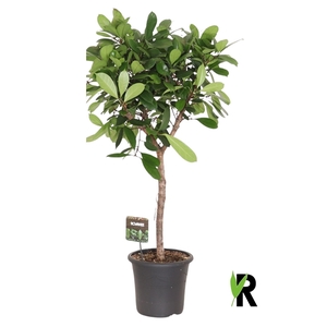 Ficus Cyathistipula op stam