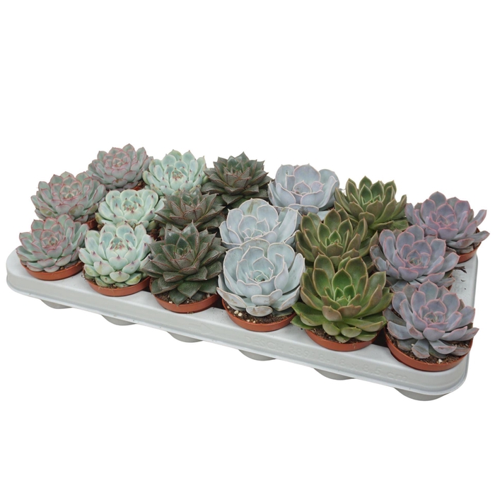 <h4>Echeveria gemengd</h4>