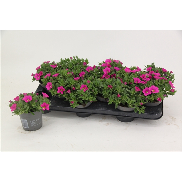 <h4>Calibrachoa Cabaret Light Pink</h4>