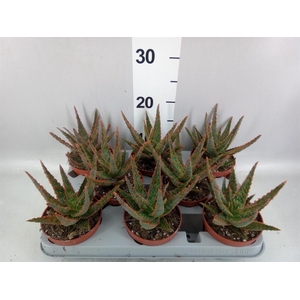 Aloe overig