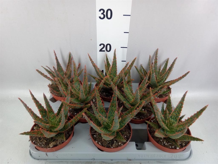 <h4>Aloe overig</h4>