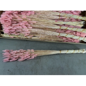 DF Lagurus Bs 50g/70cm L.Pink