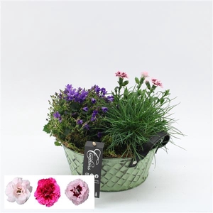 CACR-2517 Campanula creatie