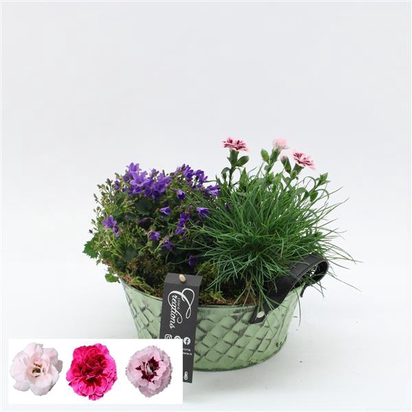 <h4>CACR-2517 Campanula creatie</h4>