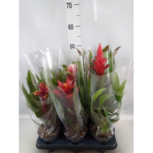 Guzmania   ...mix