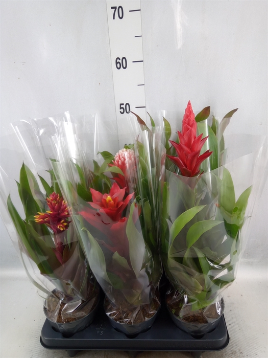 Guzmania   ...mix