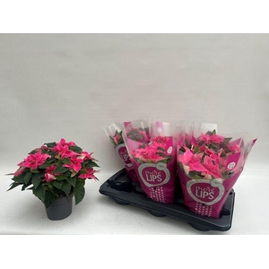 EUPHOR PRINCETTIA HOT PINK P14