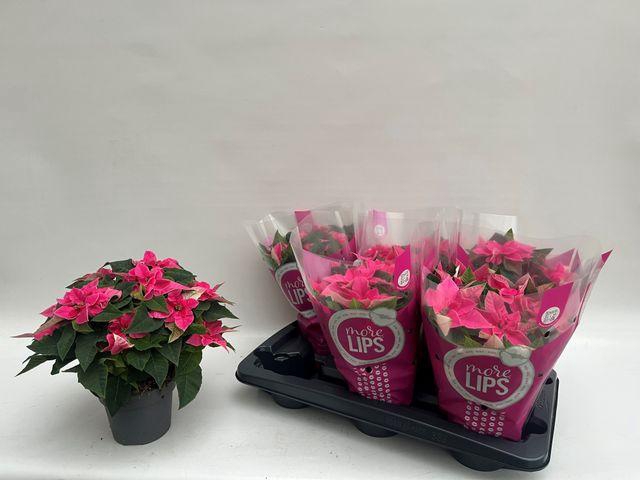 <h4>EUPHOR PRINCETTIA HOT PINK P14</h4>