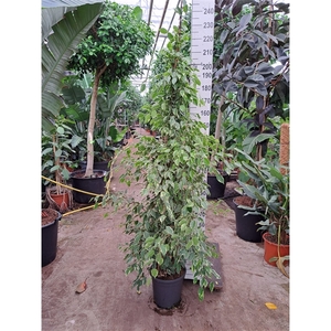 Ficus Benjamina Golden King piramide 230