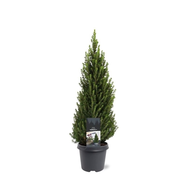 <h4>Picea glauca 'Perfecta' (pbr)</h4>