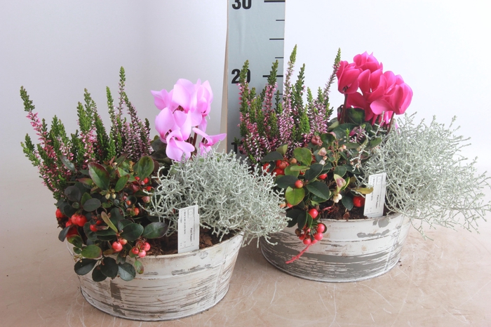 <h4>ARR TUINPLANTEN</h4>