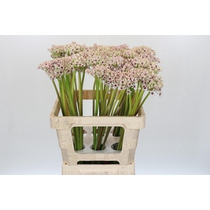 Allium Silverspring