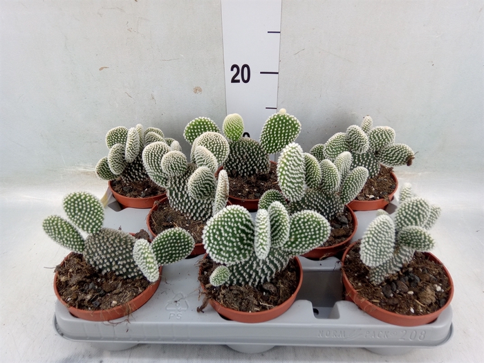 <h4>Opuntia microdasys 'Albispina'</h4>