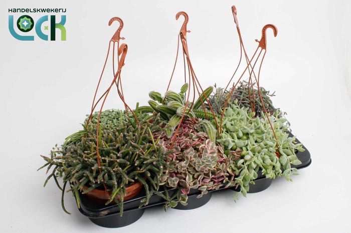<h4>Succulenten mix hanging</h4>
