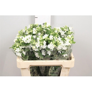 Oxy Co Perf Whi Harm