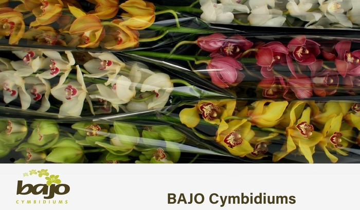 <h4>CYMB T GEM</h4>