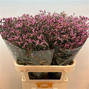 Limonium sinense Tiffany Diamond