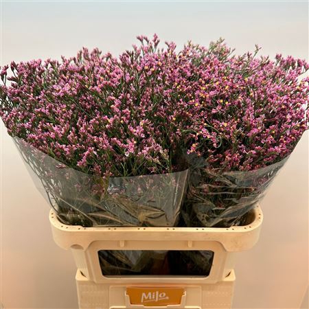 <h4>Limonium sinense Tiffany Diamond</h4>