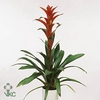 Guzmania Ostara Luxe Keramiek (deco