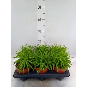 Peperomia ferreyrae 'Happy-Bean'