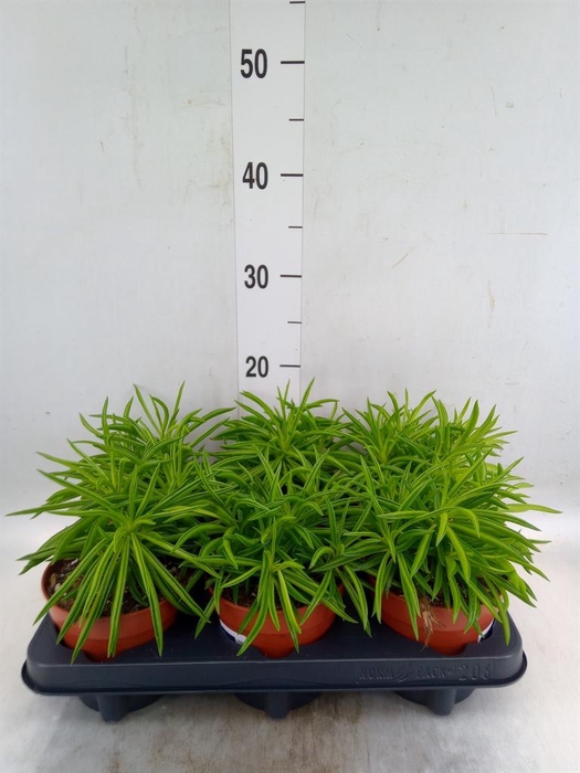 <h4>Peperomia ferreyrae 'Happy-Bean'</h4>