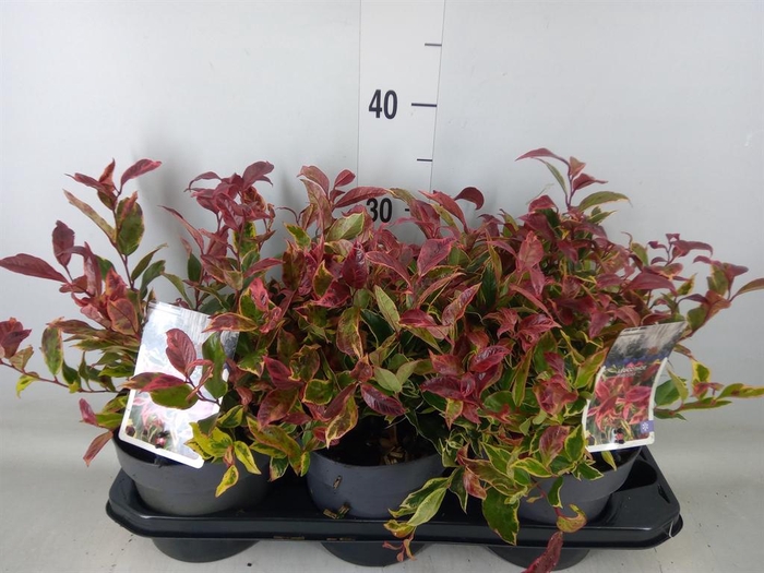 <h4>Leucothoe axillaris</h4>