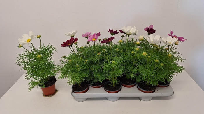 <h4>COSM BIPINNATUS</h4>