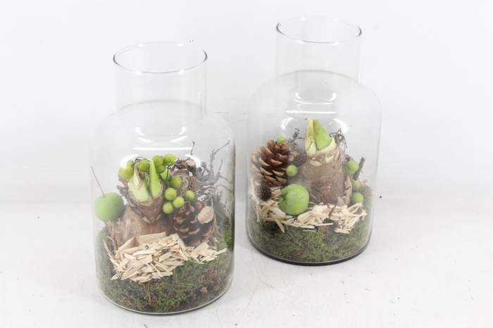 <h4>arr4 Amaryllis MB - Glas milano 338/6</h4>