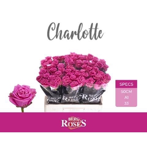 R GR TAN CHARLOTTE