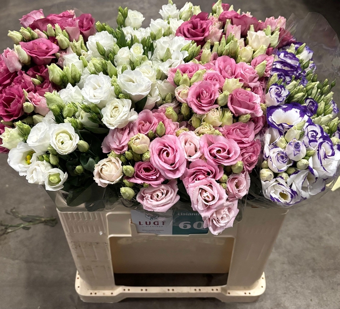 <h4>EUS G GEM IN FUST</h4>