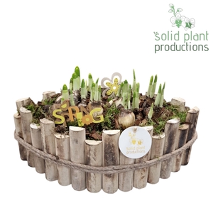 HTE006 Napoli Large Tête-á-Tête